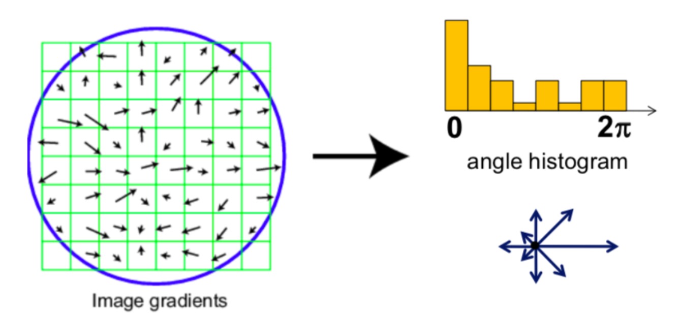 Hình 4: Hình miêu tả bước Orientation assignment. Với mỗi điểm keypoint, SIFT sẽ tính gradient của vùng 16x16 xung quanh (Trong hình chỉ minh hoạt 8 ô) để xây dựng biểu đồ histogram biểu diễn hướng ở bên phải. Hướng chiếm đa số (cột cao nhất) chính là hướng đại diện cho keypoint. 